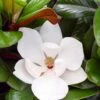 Teddy Bear Dwarf Southern Magnolia - 7 Gallon Pot (3-4') -Garden Plant Seeds magnolia teddy bear 10 1