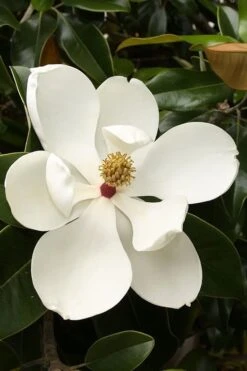 Teddy Bear Dwarf Southern Magnolia - 7 Gallon Pot (2-3') -Garden Plant Seeds magnolia teddy bear 3