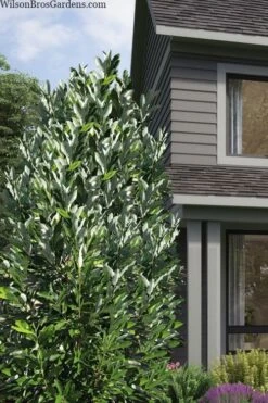 Silver Mist Sweetbay Magnolia - 3 Gallon Pot -Garden Plant Seeds magnolia virginiana silver mist sweetbay 2