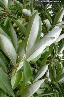 Silver Mist Sweetbay Magnolia - 3 Gallon Pot -Garden Plant Seeds magnolia virginiana silver mist sweetbay 4