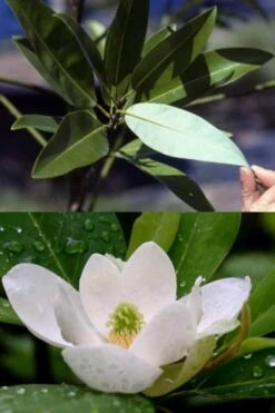 Silver Mist Sweetbay Magnolia - 3 Gallon Pot -Garden Plant Seeds magnolia virginiana silver mist sweetbay 6