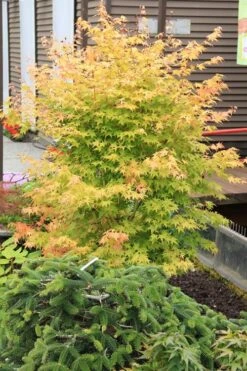 Bihou Yellow Bark Japanese Maple - 1 Gallon Pot -Garden Plant Seeds maple japanese bihou 2 500x750 2