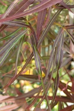 Ribbon Leaf Japanese Maple (Acer Palmatum 'Atrolineare') - 3 Gallon Pot 19 Ribbon Leaf Japanese Maple (Acer Palmatum 'Atrolineare') - 3 Gallon Pot -Garden Plant Seeds maple japanese filifera purpurea 2 500x750 1