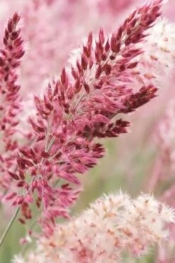 Savannah Ruby Grass (Melinus Nerviglumis) - 6 Pack Of 1 Gallon Pots -Garden Plant Seeds melinus nerviglumis ruby grass 1