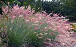Savannah Ruby Grass (Melinus Nerviglumis) - 6 Pack Of 1 Gallon Pots -Garden Plant Seeds melinus nerviglumis ruby grass 7