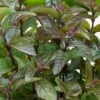 Chocolate Mint Plant - 4 Pack Of Quart Pots -Garden Plant Seeds mentha piperita chocolate mint 1