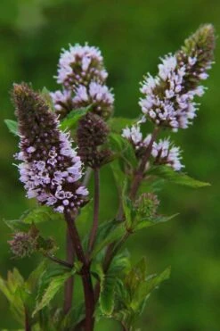 Chocolate Mint Plant - 4 Pack Of Quart Pots 9 Chocolate Mint Plant - 4 Pack Of Quart Pots -Garden Plant Seeds mentha piperita chocolate mint 3