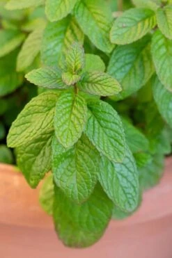 The Best Spearmint (Mentha Spicata 'Mint The Best)) - 6 Pack Of Pint Pots -Garden Plant Seeds mentha spicata mint the best spearmint 1