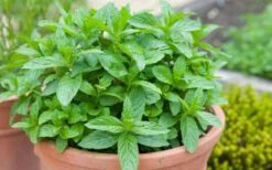 The Best Spearmint (Mentha Spicata 'Mint The Best)) - 6 Pack Of Pint Pots -Garden Plant Seeds mentha spicata mint the best spearmint 2