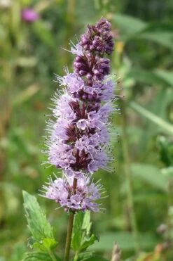 The Best Spearmint (Mentha Spicata 'Mint The Best)) - 6 Pack Of Pint Pots -Garden Plant Seeds mentha spicata mint the best spearmint 4