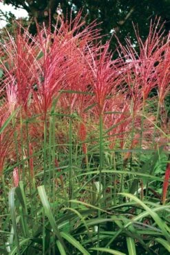 Flame Grass (Miscanthus 'Purpurascens') - 1 Gallon Pot -Garden Plant Seeds miscanthus purpurascens flame grass 1
