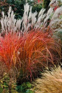 Flame Grass (Miscanthus 'Purpurascens') - 6 Pack Of 1 Gallon Pots -Garden Plant Seeds miscanthus purpurascens flame grass 10 1