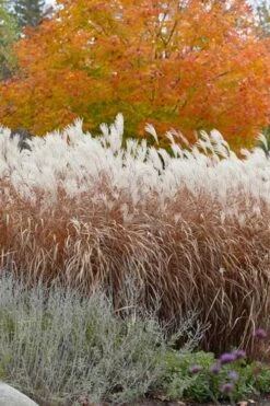 Flame Grass (Miscanthus 'Purpurascens') - 1 Gallon Pot -Garden Plant Seeds miscanthus purpurascens flame grass 4