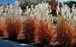 Flame Grass (Miscanthus 'Purpurascens') - 6 Pack Of 1 Gallon Pots -Garden Plant Seeds miscanthus purpurascens flame grass 5 1