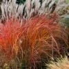 Flame Grass (Miscanthus 'Purpurascens') - 6 Pack Of 1 Gallon Pots