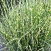Bandwidth Dwarf Zebra Grass - 1 Gallon Pot 2 Bandwidth Dwarf Zebra Grass - 1 Gallon Pot -Garden Plant Seeds miscanthus sinensis bandwidth zebra grass 2