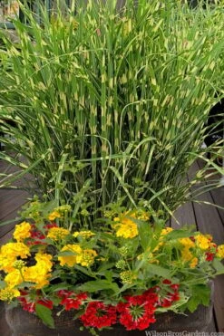 Bandwidth Dwarf Zebra Grass - 1 Gallon Pot -Garden Plant Seeds miscanthus sinensis bandwidth zebra grass 5