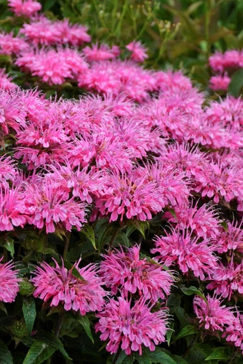 Bubblegum Blast Bee Balm (Monarda) - 1 Gallon Pot 3 Bubblegum Blast Bee Balm (Monarda) - 1 Gallon Pot