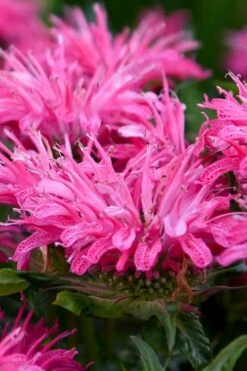 Bubblegum Blast Bee Balm (Monarda) - 1 Gallon Pot 9 Bubblegum Blast Bee Balm (Monarda) - 1 Gallon Pot -Garden Plant Seeds monarda bubblegum blast pink bee balm 2