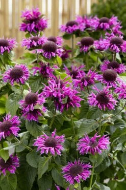 Bee-You Bee Free Bee Balm (Monarda) - 1 Gallon Pot -Garden Plant Seeds monarda hybrid bee free bee balm 1