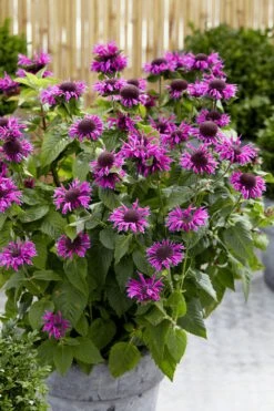 Bee-You Bee Free Bee Balm (Monarda) - 1 Gallon Pot -Garden Plant Seeds monarda hybrid bee free bee balm 3
