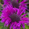 Bee-You Bee Free Bee Balm (Monarda) - 1 Gallon Pot -Garden Plant Seeds monarda hybrid bee free bee balm 8