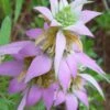 Beebop Bee Balm (Monarda Punctata) - 1 Gallon Pot -Garden Plant Seeds monarda punctata beebop bee balm 1