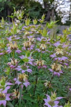 Beebop Bee Balm (Monarda Punctata) - 1 Gallon Pot -Garden Plant Seeds monarda punctata beebop bee balm 2