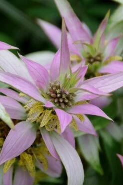 Beebop Bee Balm (Monarda Punctata) - 1 Gallon Pot -Garden Plant Seeds monarda punctata beebop bee balm 4