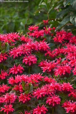 Cherry Pops Bee Balm (Monarda) - 1 Gallon Pot -Garden Plant Seeds monarda sugar buzz cherry pops bee balm 1