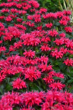 Cherry Pops Bee Balm (Monarda) - 1 Gallon Pot -Garden Plant Seeds monarda sugar buzz cherry pops bee balm 2