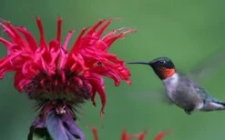 Cherry Pops Bee Balm (Monarda) - 1 Gallon Pot -Garden Plant Seeds monarda sugar buzz cherry pops bee balm 3