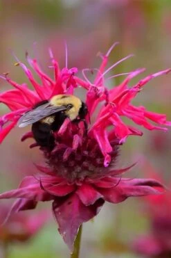 Cherry Pops Bee Balm (Monarda) - 1 Gallon Pot -Garden Plant Seeds monarda sugar buzz cherry pops bee balm 4