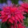 Cherry Pops Bee Balm (Monarda) - 1 Gallon Pot -Garden Plant Seeds monarda sugar buzz cherry pops bee balm 5