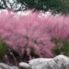 Pink Muhly Grass (Cotton Candy Grass) - 1 Gallon Pot (On Sale) -Garden Plant Seeds muhlenbergia capillaris pink muhly cotton candy grass 202