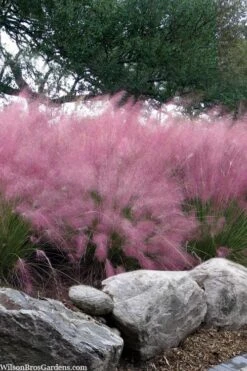 Pink Muhly Grass - Cotton Candy Grass - 1 Gallon Pot -Garden Plant Seeds muhlenbergia capillaris pink muhly cotton candy grass 202 2