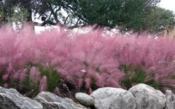 Pink Muhly Grass - Cotton Candy Grass - 1 Gallon Pot -Garden Plant Seeds muhlenbergia capillaris pink muhly cotton candy grass 204 2