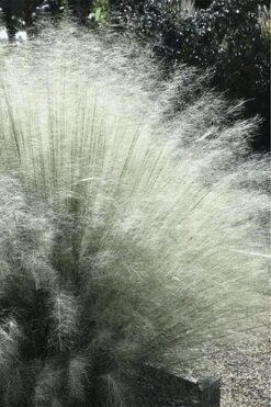 White Cloud Muhly Grass - 3 Gallon Pot -Garden Plant Seeds muhlenbergia capillaris white cloud muhly grass 101 thumbnail