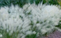 White Cloud Muhly Grass - 3 Gallon Pot -Garden Plant Seeds muhlenbergia capillaris white cloud muhly grass 102 1