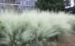 White Cloud Muhly Grass - 3 Gallon Pot -Garden Plant Seeds muhlenbergia capillaris white cloud muhly grass 103 1