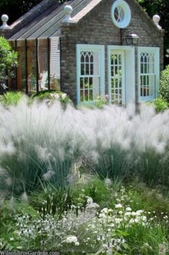 White Cloud Muhly Grass - 3 Gallon Pot -Garden Plant Seeds muhlenbergia capillaris white cloud muhly grass 108 1