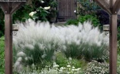White Cloud Muhly Grass - 1 Gallon Pot -Garden Plant Seeds muhlenbergia capillaris white cloud muhly grass 109