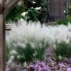 White Cloud Muhly Grass - 3 Gallon Pot -Garden Plant Seeds muhlenbergia capillaris white cloud muhly grass 12 1