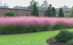 Pink Muhly Grass - Cotton Candy Grass - 3 Gallon Pot -Garden Plant Seeds muhly grass pink 70 1