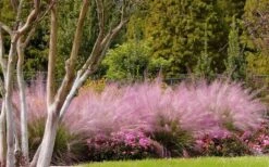Pink Muhly Grass (Cotton Candy Grass) - 1 Gallon Pot (On Sale) -Garden Plant Seeds muhly grass pink 76