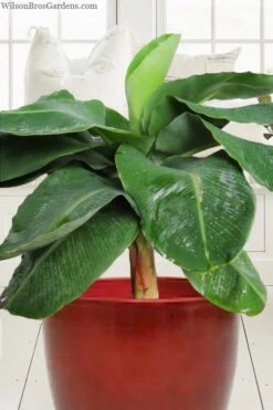 Little Prince Banana Plant - 1 Gallon Pot -Garden Plant Seeds musa little prince dwarf banana plant 1