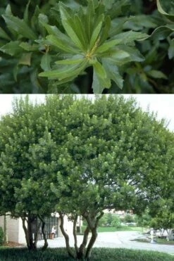 Southern Wax Myrtle - 3 Gallon Pot -Garden Plant Seeds myrica cerifera southern wax myrtle 100