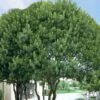 Southern Wax Myrtle - 3 Gallon Pot -Garden Plant Seeds myrica cerifera southern wax myrtle 101
