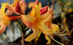 Tallulah Sunrise Native Azalea (Rhododendron) - 1 Gallon Pot -Garden Plant Seeds native azalea tallulah sunrise 15