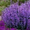 Cats Pajamas Catmint - 1 Gallon Pot 2 Cats Pajamas Catmint - 1 Gallon Pot -Garden Plant Seeds nepeta cats pajamas catmint 22